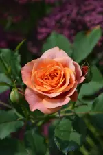DSC_2226.webp