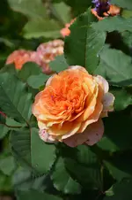DSC_2227.webp