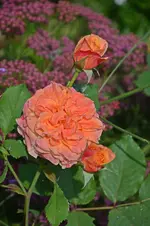 DSC_2228.webp
