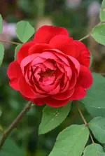 DSC_2240.webp