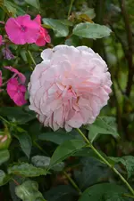 DSC_2241.webp