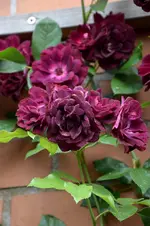 DSC_2243.webp