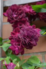 DSC_2244.webp