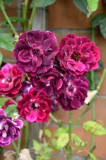 DSC_2245.webp