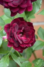 DSC_2246.webp