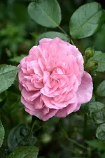DSC_2250.webp