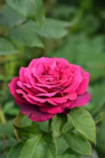DSC_2251.webp