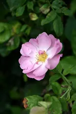 DSC_2255.webp