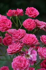 DSC_2257.webp