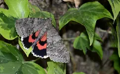 DSC_2235.webp