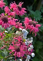 DSC_2203.webp