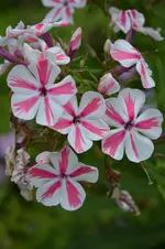 DSC_2253.webp