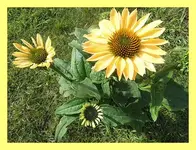 004.webp