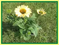 005.webp