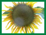 040.webp