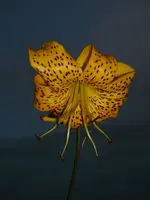 k-DSCI2972.webp