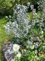 140727 Monarde weiß.webp