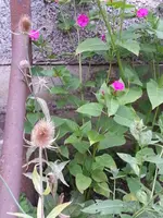 14-08-01              In der Gartenecke gefunden.webp