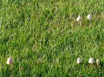 pilz2.webp