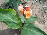 DSCN1175.webp