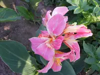 DSCN1194.webp