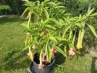 DSCN1221.webp