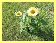 003.webp