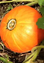 KürbisFragezeichen.webp