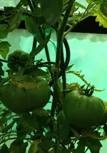 TomateAnanas1.webp