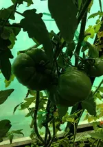TomateAnanas2.webp