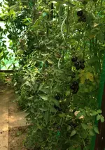 Tomatenblick.webp