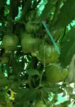 TomateRiehener.webp