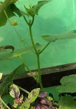 Luffa.webp