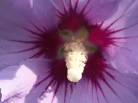 planten un bloomen 019.webp