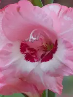 planten un bloomen 023.webp