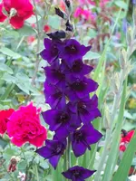 planten un bloomen 042.webp