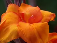 planten un bloomen 070.webp