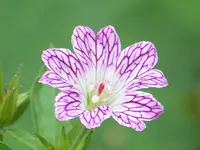 planten un bloomen 081.webp