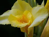 planten un bloomen 093.webp