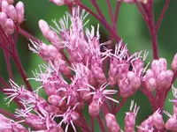 planten un bloomen 123.webp