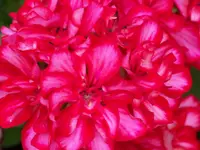 planten un bloomen 108.webp