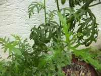 SAM_5138.webp