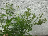SAM_5140.webp