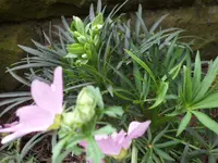 SAM_5133.webp