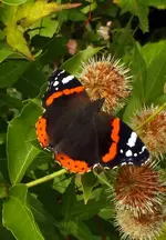 K800_DSCF4388a.webp
