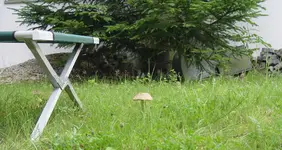 pilz hauswand.webp