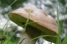 pilz unterseite.webp