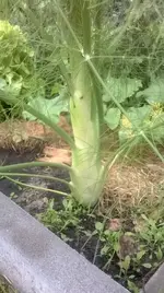 Fenchel1.webp
