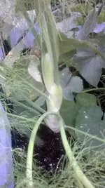 Fenchel2.webp