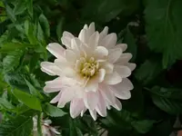k-DSCI2981.webp